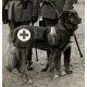 German nurse and his dog 14-18